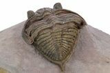 Detailed Zlichovaspis Trilobite - Lghaft, Morocco #347759-5
